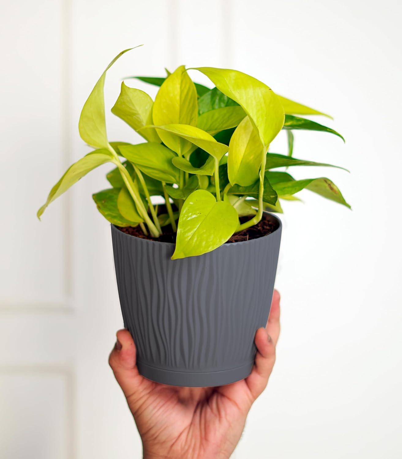 NovaGrow Set of 3 Self-Watering Pots for Home, Decor & Garden