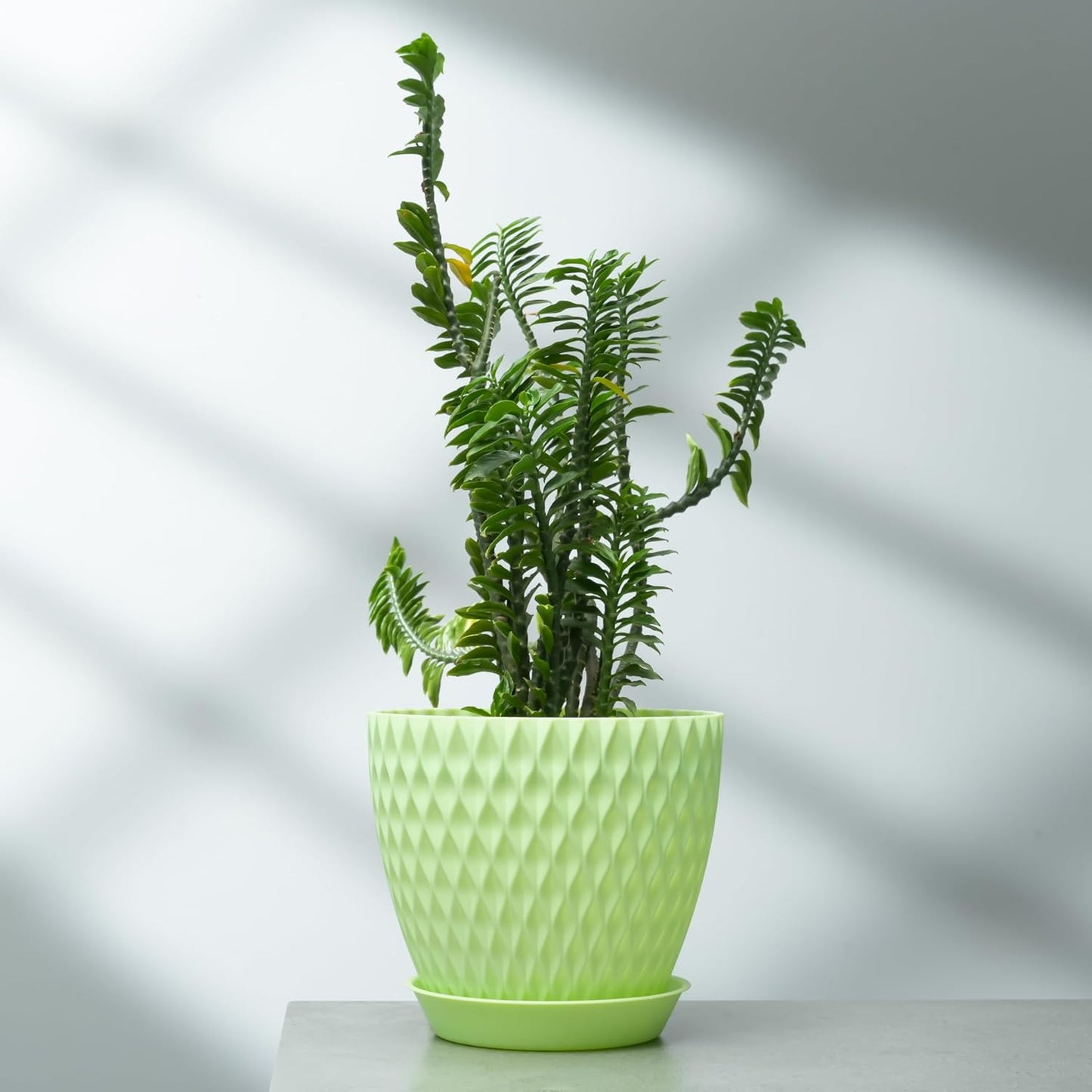 Jupiter Botanics Round Plant Vessels for Interior & Exterior Growing with Water Tray
