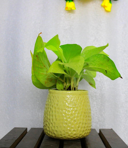 Luna Gardens Hexagonal Pattern Ceramic Vessel